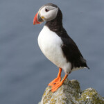 Macareux moine (Norvège - Runde août 2012)