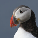 Macareux moine (Norvège - Runde août 2012)