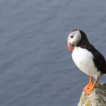 Macareux moine (Norvège - Runde août 2012)