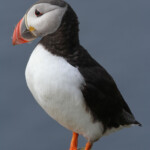 Macareux moine (Norvège - Runde août 2012)