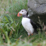 Macareux moine (Norvège - Runde août 2012)