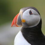 Macareux moine (Norvège - Runde août 2012)