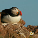 Macareux moine (Islande - juillet 2011)