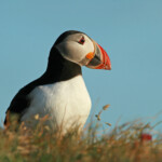 Macareux moine (Islande - juillet 2011)