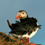 Macareux moine (Islande - juillet 2011)