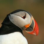 Macareux moine (Islande - juillet 2011)