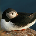 Macareux moine (Islande - juillet 2011)