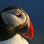 Macareux moine (Islande - juillet 2011)