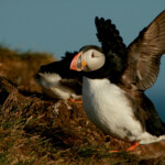 Macareux moine (Islande - juillet 2011)