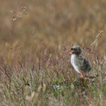 Sterne arctique (Islande - juillet 2011)