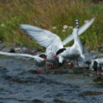 Sterne arctique (Islande - juillet 2011)