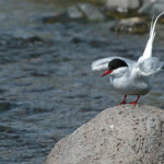Sterne arctique (Islande - juillet 2011)