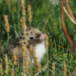Sterne arctique (Islande - juillet 2011)