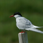 Sterne arctique (Islande - juillet 2011)