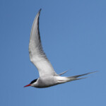 Sterne arctique (Norvège - août 2012)