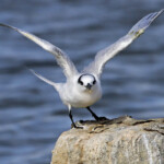 Sterne caugek (Camargue - Piémanson 18/10/2014)