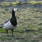 Bernache nonnette (Islande - août 2011)