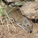 Campagnol Arménie août 2013 Monts Aragats