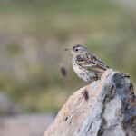 Pipit spioncelle