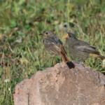 Rougequeue noir ochruros (Arménie)