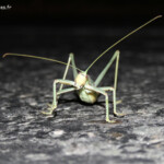 Magicienne dentelée sur la route de Noravank