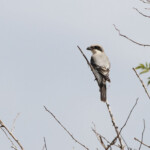 Pie-grièche à poitrine rose (Arménie)