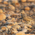 Pluvier guignard (Plaine de Crau, 13)