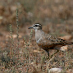 Pluvier guignard (Plaine de Crau, 13)
