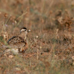 Pluvier guignard (Plaine de Crau, 13)
