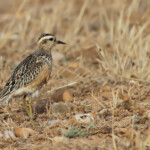 Pluvier guignard (Plaine de Crau, 13)