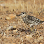 Pluvier guignard (Plaine de Crau, 13)