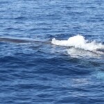 Rorqual commun