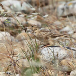 Alouette calandrelle