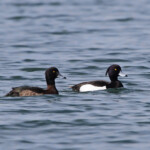 Fuligule morillon (Etang des Aulnes)