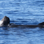 Globicéphale noir