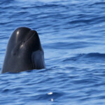 Globicéphale noir
