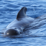 Globicéphale noir