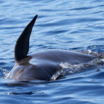 Globicéphale noir