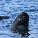 Globicéphale noir Globicéphale noir