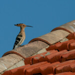 Huppe fasciée (Crau)