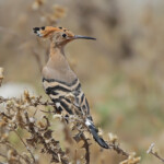 Huppe fasciée jeune (Crau)