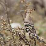 Huppe fasciée jeune (Crau)
