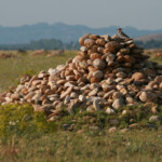 Huppe fasciée (Crau)