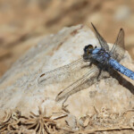 Orthetrum brun