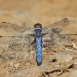 Orthetrum brun