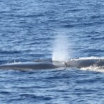 Rorqual commun