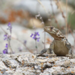 Agame du Caucase - Arménie