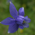 Ancolie, Vallée des Merveilles