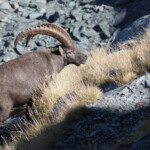Bouquetin des Alpes - mâle- (Vallée des Merveilles - septembre 2012)