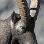 Bouquetin des Alpes - mâle- (Vallée des Merveilles - septembre 2012)